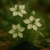 Huile de Nigelle