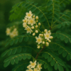 Boswellia