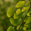 Ginkgo Biloba