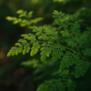 Moringa