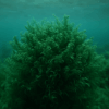 Spiruline